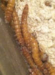 raising-mealworms